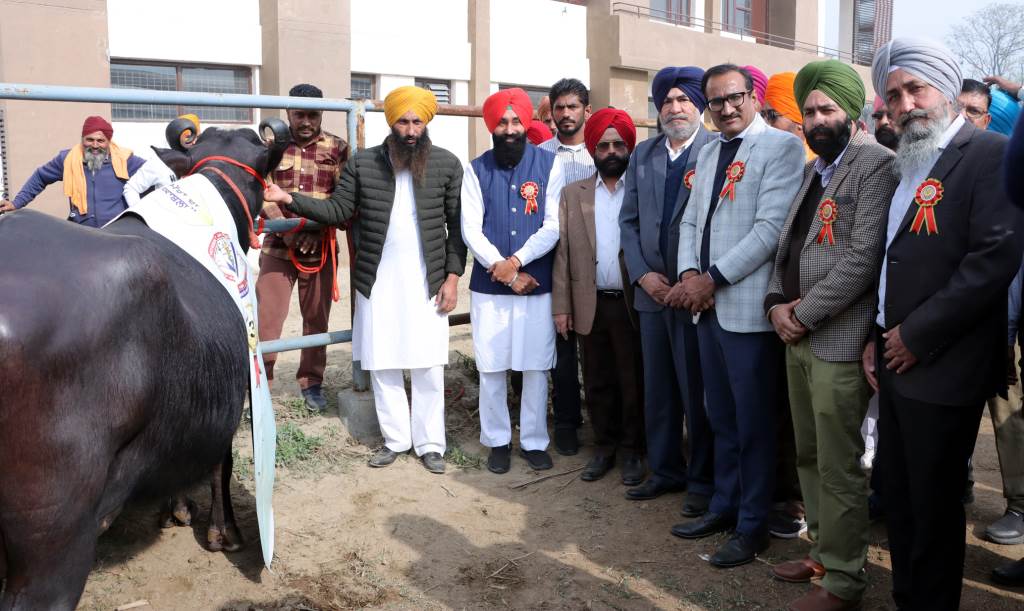 Veterinary University organized Blue Ravi Milking Competition and Farmers Fair